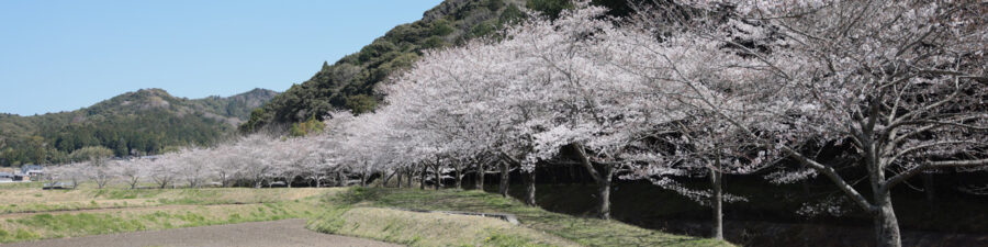 豊川市萩町の桜